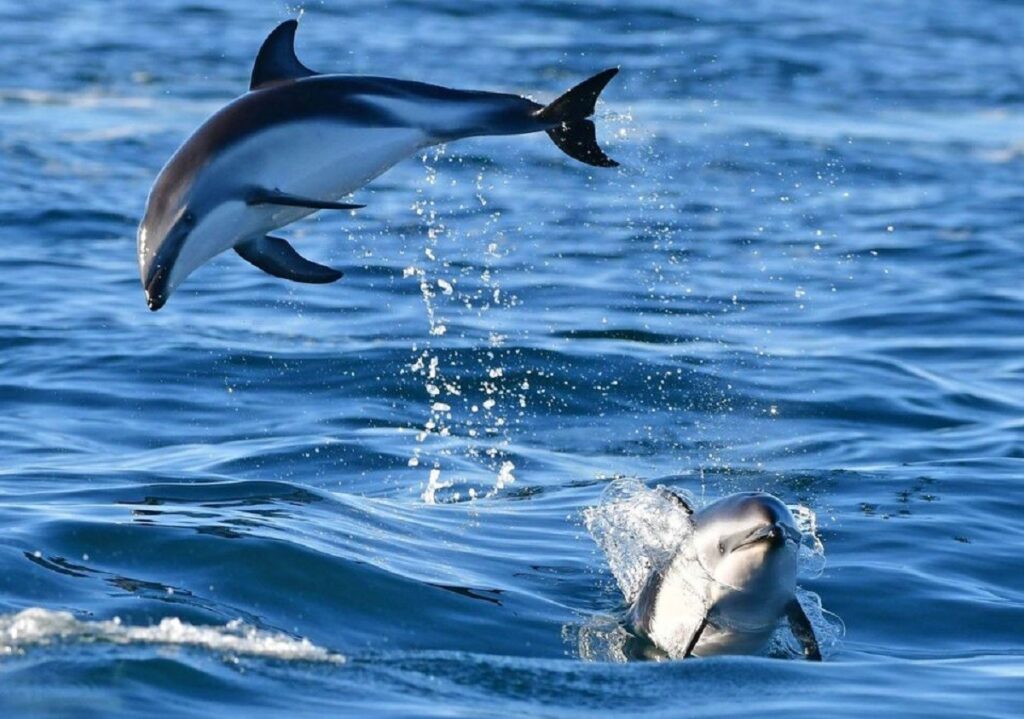 avvistamento-delfini